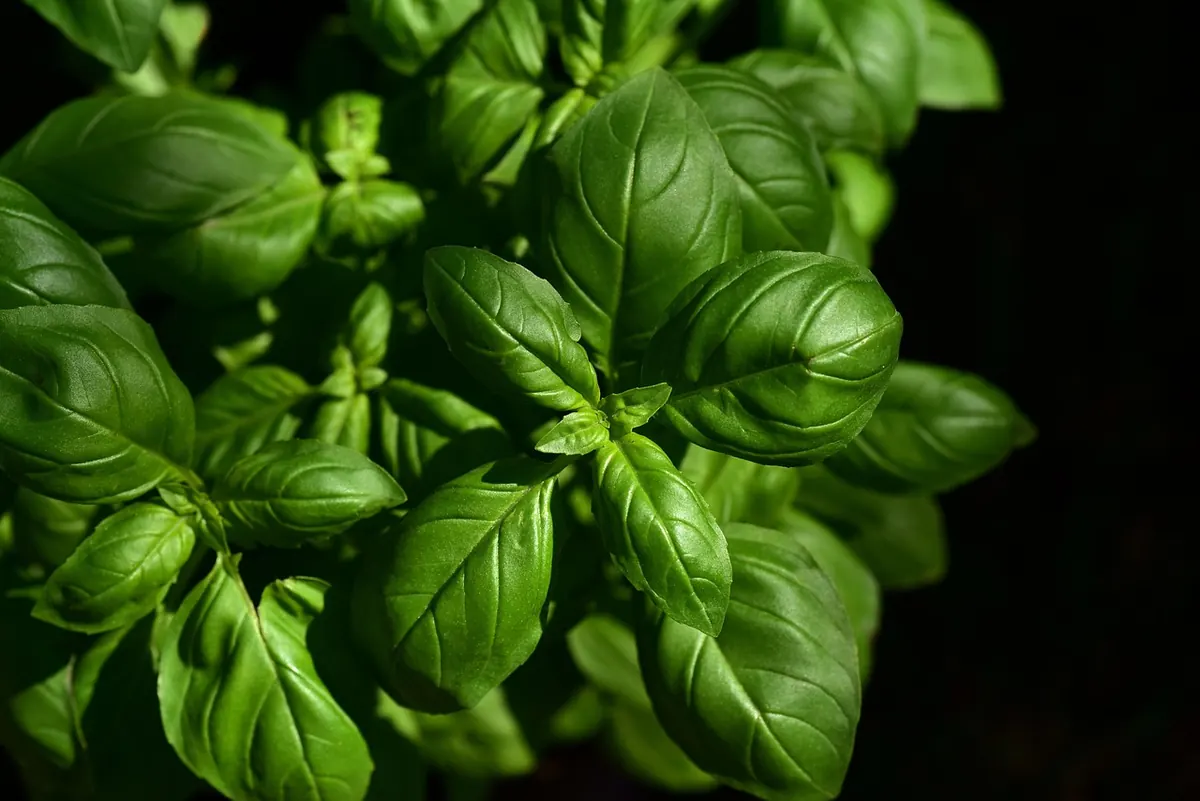 Basil Downy Mildew: Identify, Prevent and Salvage Your UK Crop