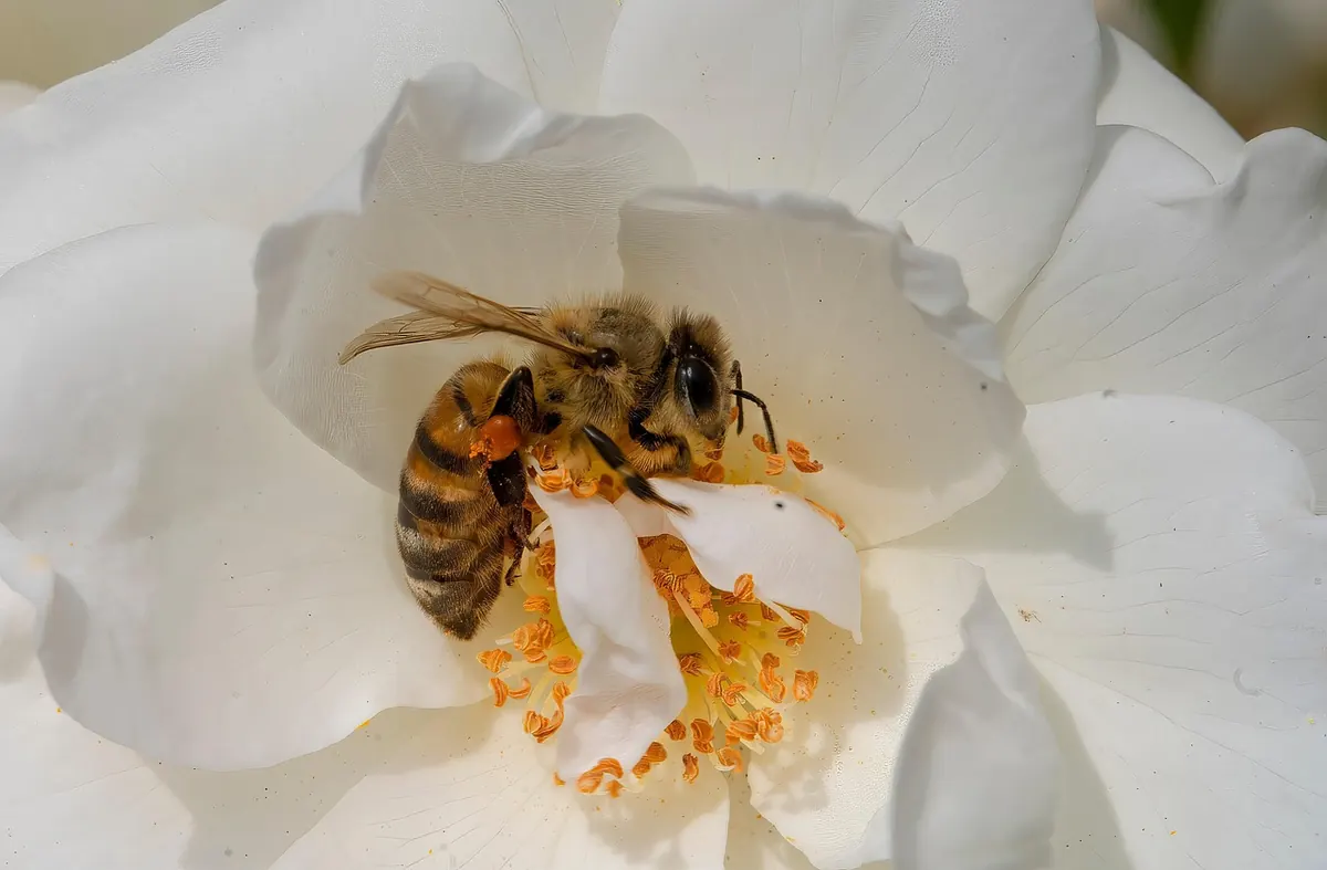 Do Basil Flowers Attract Bees? A UK Pollinator Guide