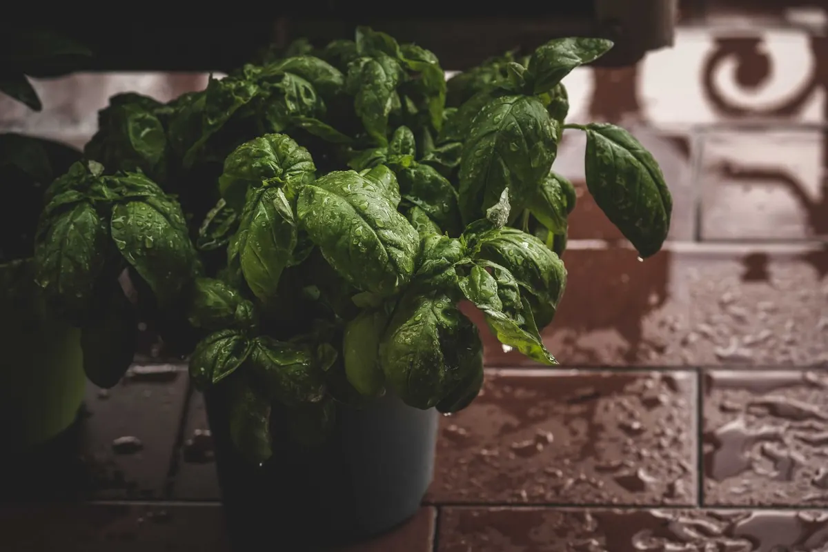 The No-Fail Basil Watering Checklist for British Summers
